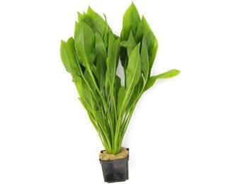 Echinodorus Grisebachii Bleherae - Extra Groot