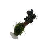 AQXL Selected Driftwood met Beplanting op Zuignap NR2