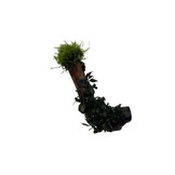 AQXL Selected Driftwood met Beplanting op Zuignap NR2