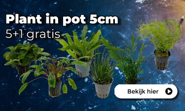 Planten in Pot