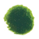 Mosbol Chladoflora XXL 7-9cm Bulkpartij 25 stuks