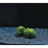 Mosbol Chladoflora XXL 7-9cm Bulkpartij 25 stuks