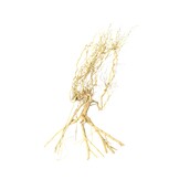 Desert Tree 20-30 cm