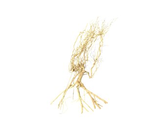 Desert Tree 20-30 cm