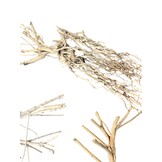 Desert Tree 20-30 cm