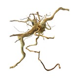 Boomstronk XXL 70 - 100 cm 1,6kg - NR16