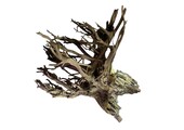 Selected CORBO-ROOT JUMBO XXL 80-120cm NR4