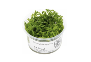 Limnophila Aquatica - Invitro