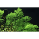 Limnophila Aquatica - Invitro