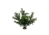 Plant Phoenix 31cm