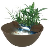 Mini Pond Bruin