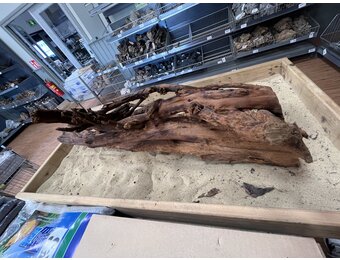 Selected Mangrovehout XL A 70-90cm