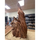 Selected Mangrovehout XL B 70-90cm