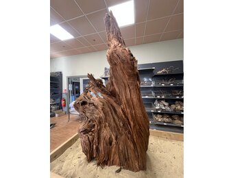 Selected Mangrovehout XL B 70-90cm