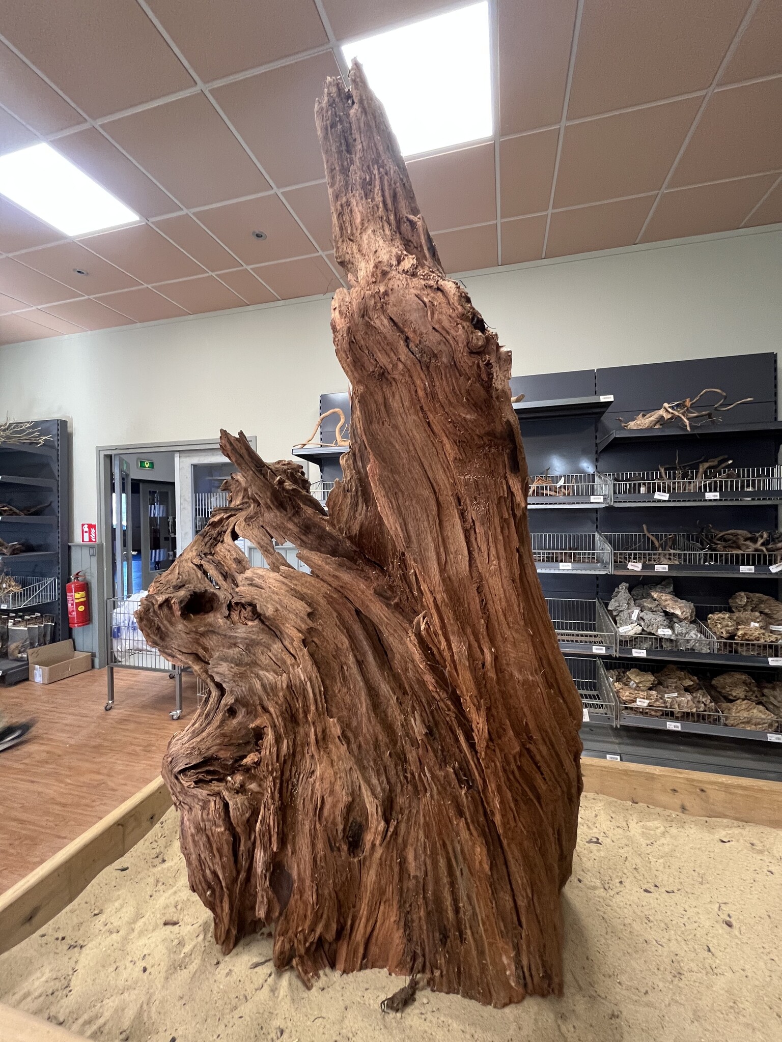 Selected Mangrovehout XL B 70-90cm