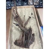 Selected Mangrovehout XL C 70-90cm