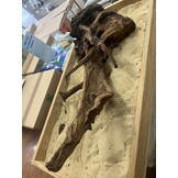 Selected Mangrovehout XL C 70-90cm