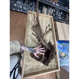 Selected Mangrovehout XL C 70-90cm