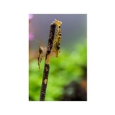 Shrimp Lolly Walnut 10 stuks 15g