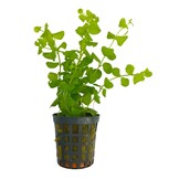 Koud Water Plantenpakket