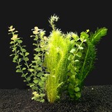 Koud Water Plantenpakket