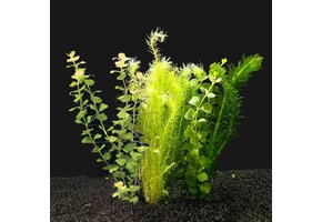 Koud Water Plantenpakket