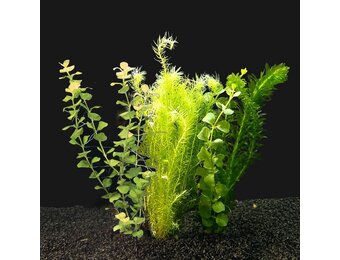 Koud Water Plantenpakket