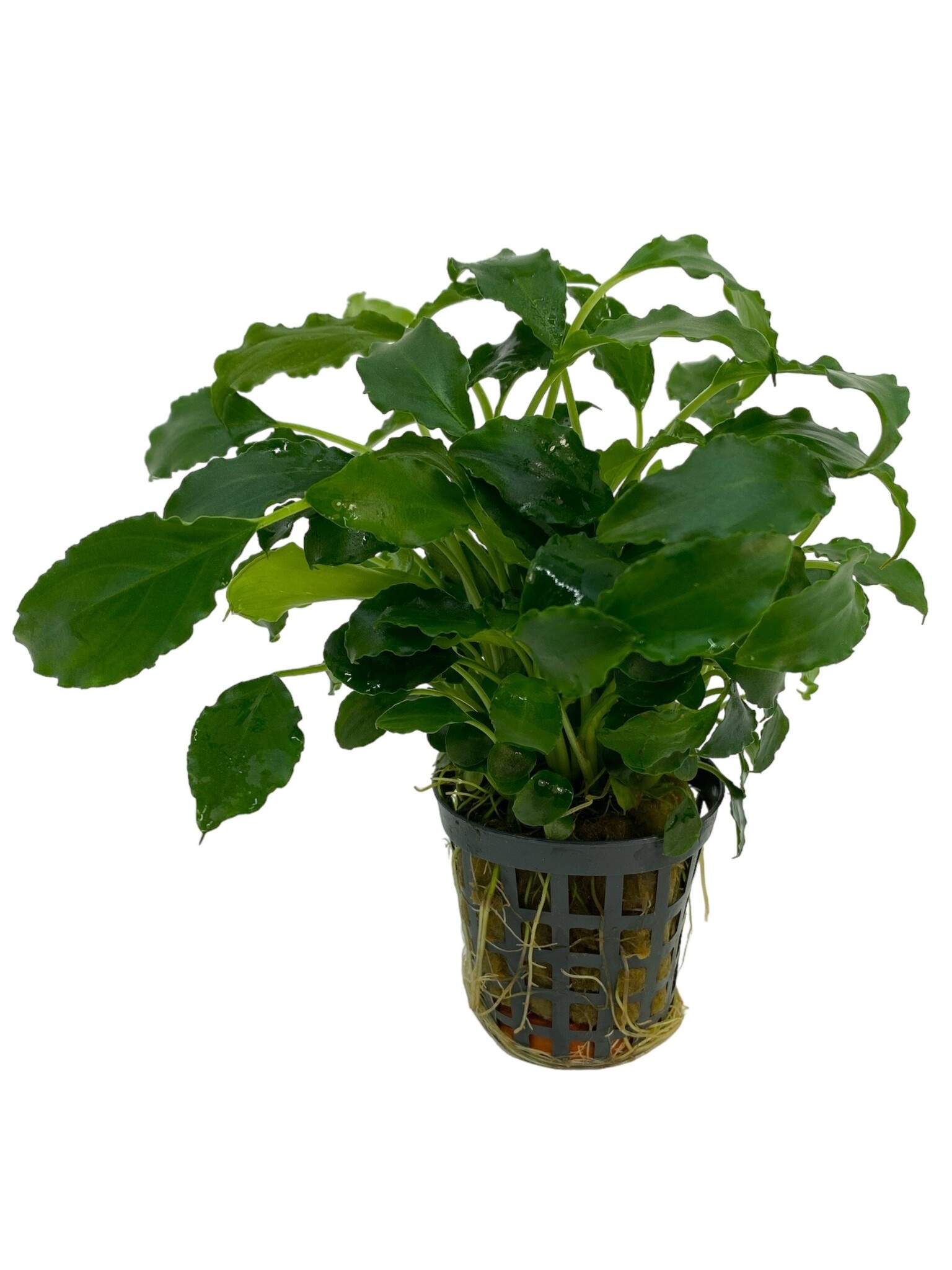 Schismatoglottis Prietoi