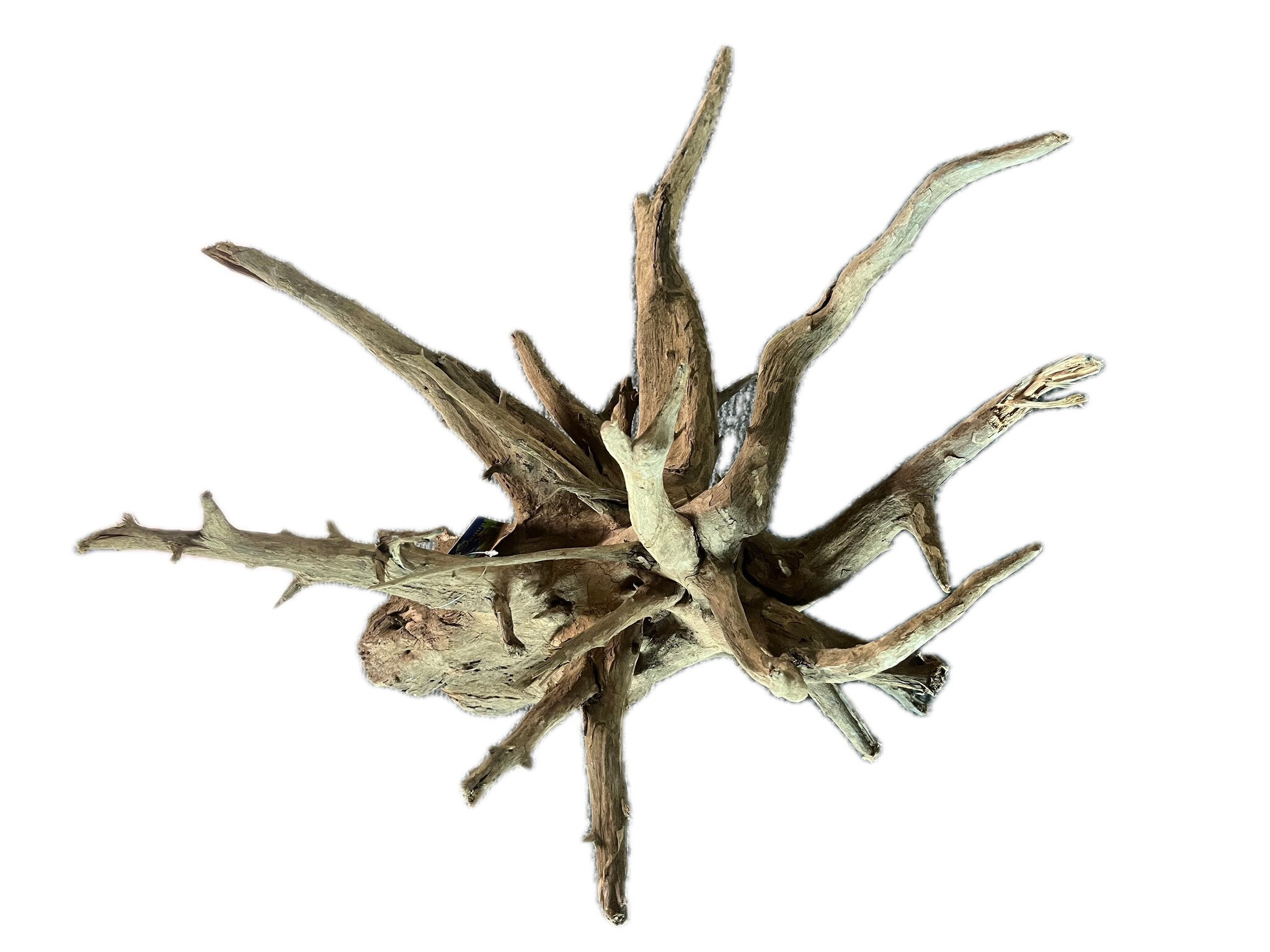 CORBO-ROOT XL 55-80 cm