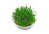 Cryptocoryne Parva in vitro
