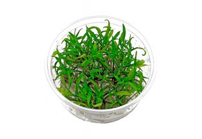Cryptocoryne Parva in vitro