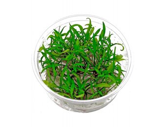 Cryptocoryne Parva in vitro