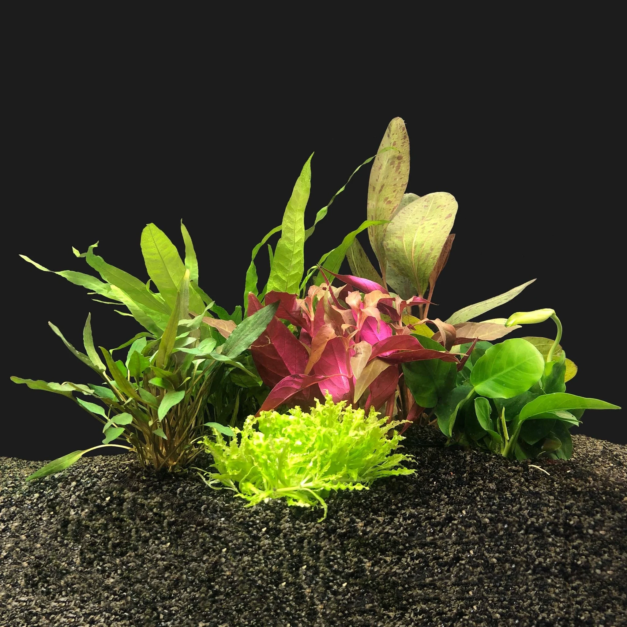 Aquariumplanten: De groene kracht achter gezond water en een prachtig aquarium