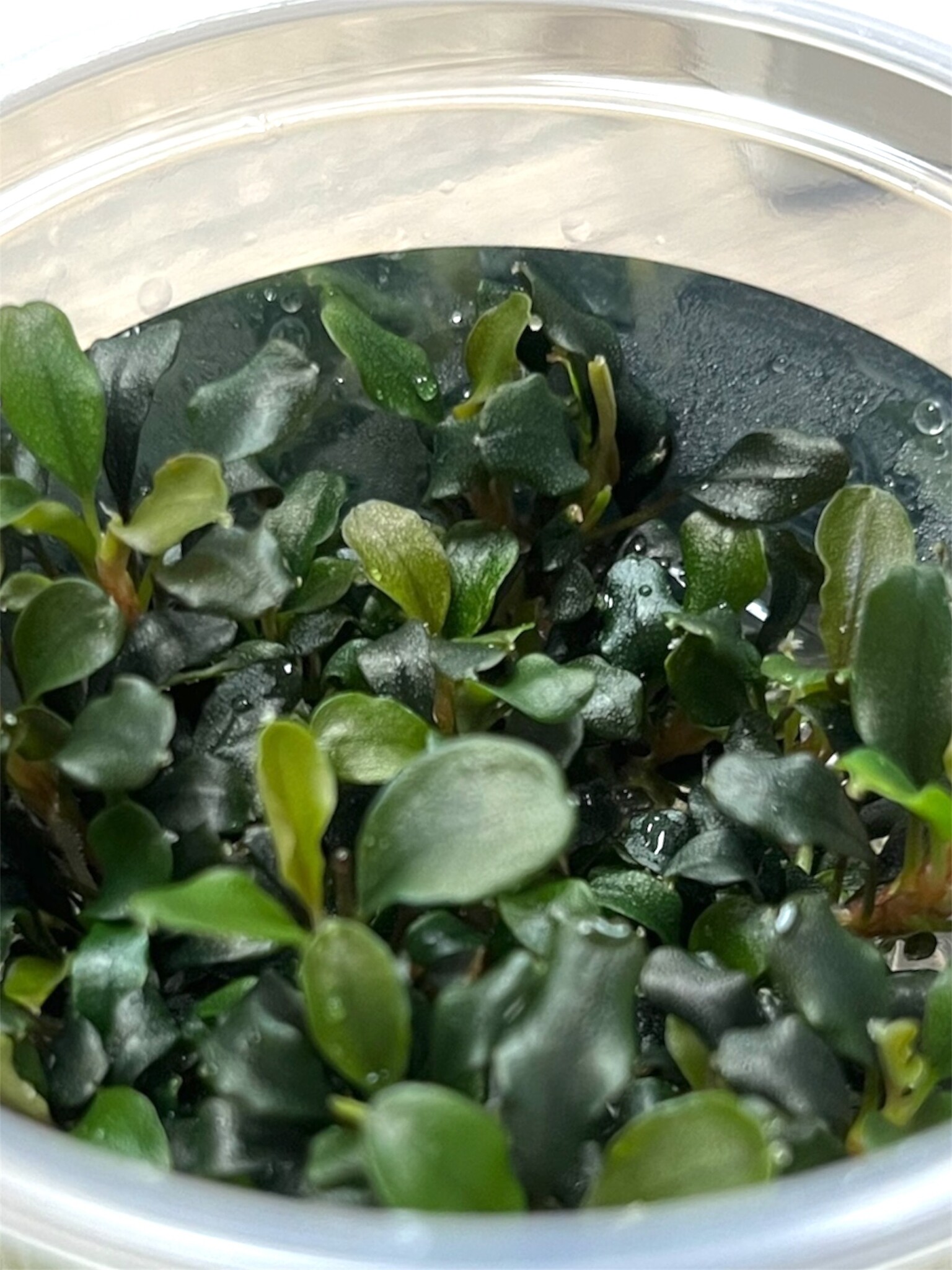 Bucephalandra 'Maia' – In Vitro aquariumplant