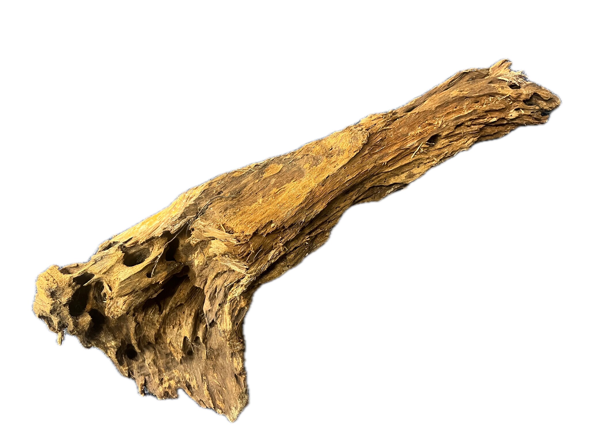 Mangrovehout L (45-60 cm)