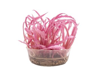 Cryptocoryne balansae 'pink' in-vitro