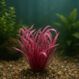 Cryptocoryne balansae 'pink' in-vitro