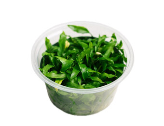 Cryptocoryne wendtii 'green gecko' in-vitro