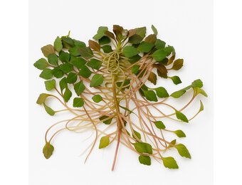 Ludwigia Sedioides