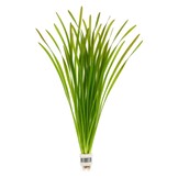 Vallisneria Spiralis Leopard