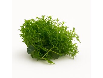 Proserpinaca Palustris Cuba in-vitro