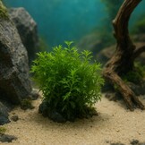 Proserpinaca Palustris Cuba in-vitro