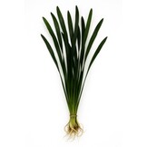 Vallisneria Australis Gigantea