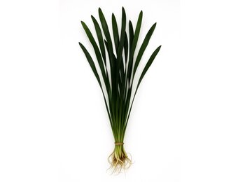 Vallisneria Australis Gigantea