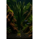 Vallisneria Australis Gigantea