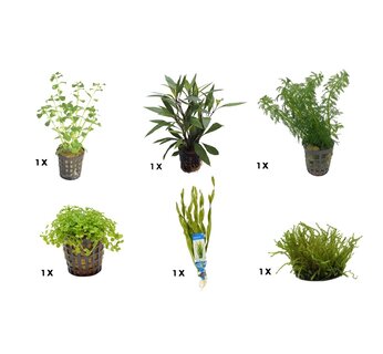 10% Korting op alle plantenpakketten!