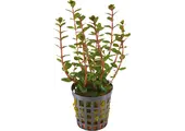AP Rotala Blood Red