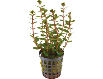 AP Rotala Blood Red