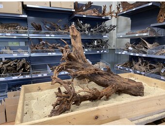 Mangrovehout XL (65-90 cm) A