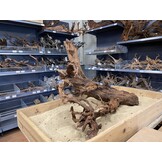 Mangrovehout XL (65-90 cm) A